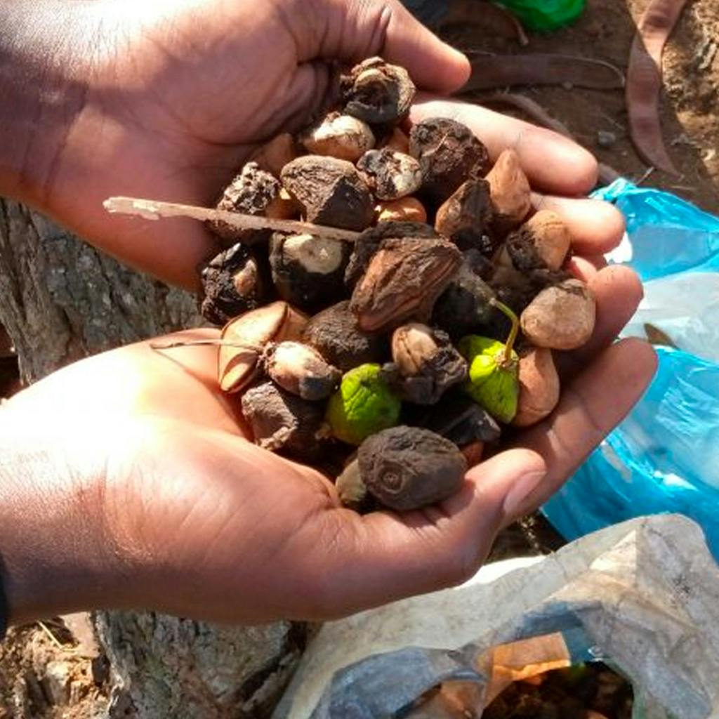 A person holding a mixture of tree seeds in their cupped hands.